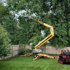 How Our Tree Care Process Works  in Essex, IL